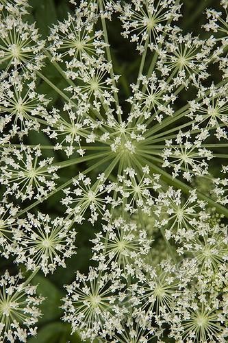 Biosphoto | 1405714 | Detail of giant hogweed flower in a garden | &copy; H. Curtis / Biosphoto