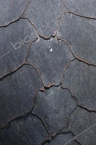 Biosphoto | 1188388 | Detail of hawksbill turtle shells in the Seychelles | &copy; Jean-Philippe Vantighem / Biosphoto