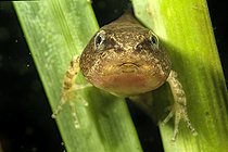 Biosphoto | 2585529 | detail of the hind leg of an agile frog tadpole - commune de couffy - loir et cher - franc | &copy; Bruno Guénard / Biosphoto