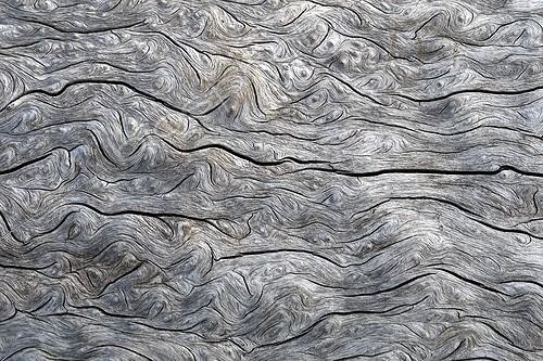 Biosphoto | 1289514 | Detail of the trunk of a dead tree Yellowstone NP USA | &copy; Jean-Philippe Delobelle / Biosphoto
