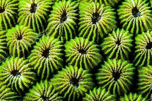 Biosphoto | 1900293 | Détail d'un corail ananas - Indonésie | &copy; Fabien Michenet / Biosphoto
