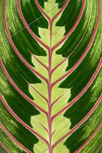 Biosphoto | 2562912 | Détail d'une feuille de Marante (Maranta leuconeura) 'Fascinator' = 'Erythroneura' | &copy; Marie Aymerez / Biosphoto