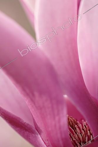 Biosphoto | 152173 | Détail d'une fleur de Magnolia à fleurs pourpres 'Nigra'  | &copy; Olivier Digoit / Biosphoto