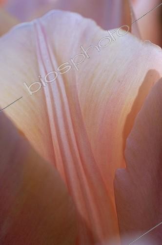 Biosphoto | 450571 | Détail d'une pétale rose pâle de Tulipe | &copy; Xiaodisc / Green Eye / Biosphoto