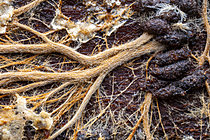 Biosphoto | 2621378 | Détails sur réseau mycléien avec crottes d'organismes du sol, Chevinay, Rhône, France | &copy; Philippe Lebeaux / Biosphoto