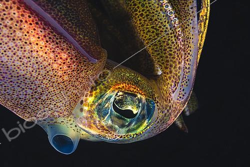 Biosphoto | 2619327 | Détails d'un Calmar aux yeux verts (Sepioteuthis lessoniana) en plongée de nuit, Mayotte | &copy; Gabriel Barathieu / Biosphoto