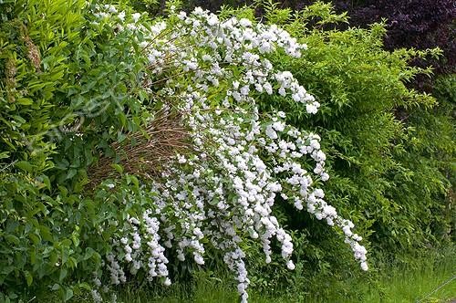 Biosphoto | 1912047 | Deutzia 'Candidissima' en fleur dans un jardin | &copy; Frédéric Didillon / Biosphoto