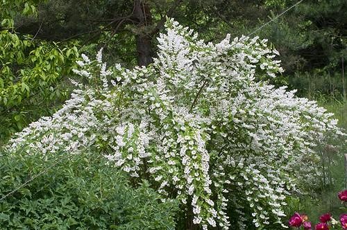 Biosphoto | 1126499 | Deutzia in bloom in a garden | &copy; Frédéric Didillon / Biosphoto