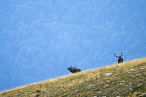 Biosphoto | 2609431 | Deux Cerfs élaphes (Cervus elaphus) bramant dans l'herbe, Alpes, Autriche. | &copy; Ervin Horesnyík / Biosphoto