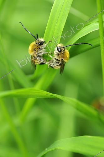 Biosphoto | 1134493 | Deux Eucera face à face dans les Prairies du Fouzon France | &copy; Bruno Guénard / Biosphoto
