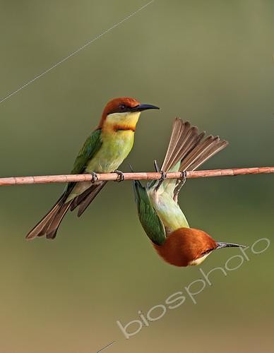 Biosphoto | 2409013 | Deux Guêpiers de Leschenault (Merops leschenaulti), Malaisie | &copy; Graeme Guy / BIA / Biosphoto