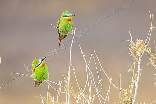 Biosphoto | 2627791 | Deux guêpiers de Perse (Merops persicus) perchés sur de la végétation sèche, Maroc | &copy; Pablo Barrena / Biosphoto