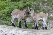 Biosphoto | 2598089 | Deux jeunes chèvres naines, Capra hircus, jouant l'une avec l'autre sur un tronc d'arbre avec de l'herbe verte en arrière-plan. | &copy; photoholic / imageBROKER / Biosphoto