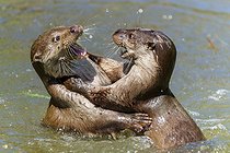 Biosphoto | 2601672 | Deux loutres jouant à s'enlacer dans l'eau, loutre d'Europe (Lutra lutra) Allemagne | &copy; Ronald Wittek / imageBROKER / Biosphoto