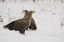 Biosphoto | 2593327 | Deux pygargues à queue blanche (Haliaeetus albicilla), sur un champ de neige. Forêt de Bialowieza, site du patrimoine mondial de l'UNESCO, Pologne, Europe. | &copy; Franco Banfi / Biosphoto