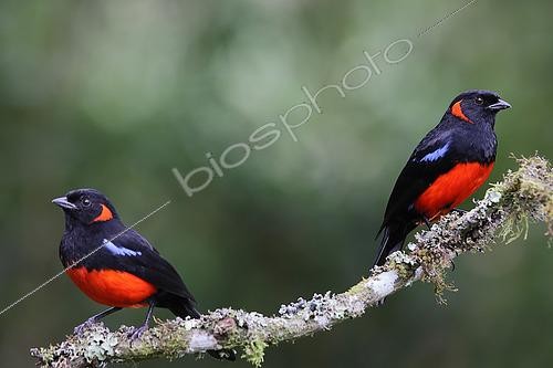 Biosphoto | 2601746 | Deux Tangaras à ventre rouge (Anisognathus igniventris) sur une branche. Forêt des Andes équatoriales Equateur Amérique du sud | &copy; Brigitte Marcon / Biosphoto
