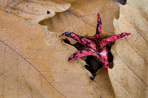 Biosphoto | 1389667 | Devils claw fungus in dead leaves chestnut France | &copy; Jean-Baptiste Strobel / Biosphoto