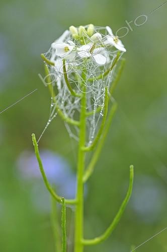 Biosphoto | 909114 | Dew on a shepherd's purse with cobweb | &copy; Philippe Bousseaud / Biosphoto