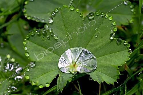Biosphoto | 1365202 | Dew on common lady's mantle leaf | &copy; Antoni Agelet / Biosphoto