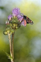 Biosphoto | 1252500 | Dewy Six-spot Burned on a flower  | &copy; Thierry Van Baelinghem / Biosphoto