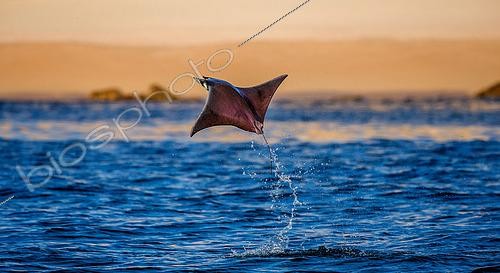 Biosphoto | 2524695 | Diable de mer (Mobula sp) sautant hors de l'eau. Péninsule californienne. Mer de Cortez. Mexique. | &copy; Andrey Gudkov / Biosphoto