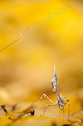 Biosphoto | 2027297 | Diablotin sur feuilles mortes dans la garrigue - France | &copy; Patrick Goujon / Biosphoto