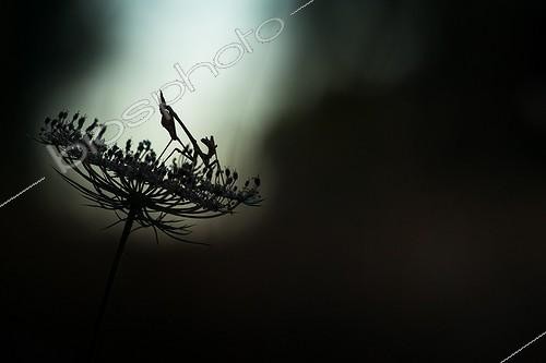 Biosphoto | 2027301 | Diablotin sur ombelle dans la garrigue - France | &copy; Patrick Goujon / Biosphoto