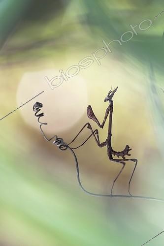 Biosphoto | 2027298 | Diablotin sur une vrille dans la garrigue - France | &copy; Patrick Goujon / Biosphoto