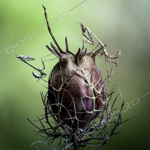 Biosphoto | 2027299 | Diablotins sur Nigelle de Damas dans la garrigue - France | &copy; Patrick Goujon / Biosphoto