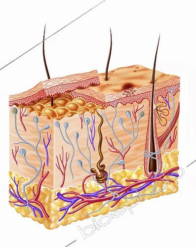 Biosphoto | 2475781 | Diagram showing anatomy of human skin. | &copy; Leonello Calvetti / Stocktrek Images / Biosphoto