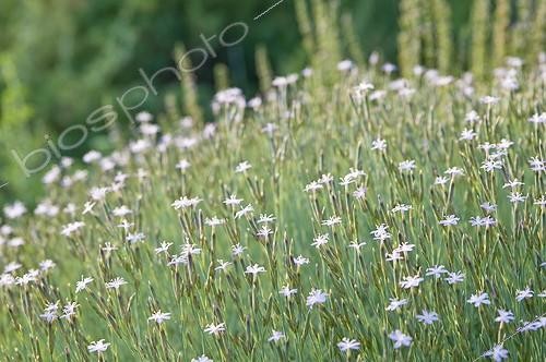 Biosphoto | 2034135 | Dianthus 'Cap Béar' in bloom in a mediterranean garden | &copy; Marc Chatelain / Biosphoto