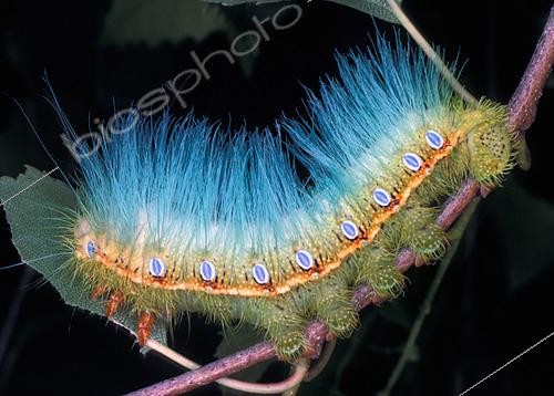 Biosphoto | 2549040 | Dictyoploca (Dictyoploca simla) chenille, Asie | &copy; Jean-Claude Louchet / Biosphoto