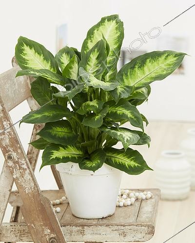 Biosphoto | 2539617 | Dieffenbachia compacta | &copy; Visions Pictures / Biosphoto