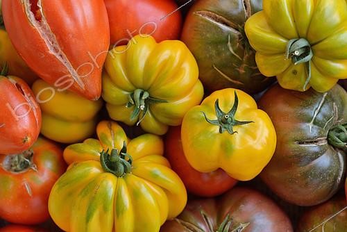 Biosphoto | 2392346 | Différentes variétés de Tomates bio (Solanum lycopersicum), Hérault, France | &copy; Thierry Le Quay / Biosphoto