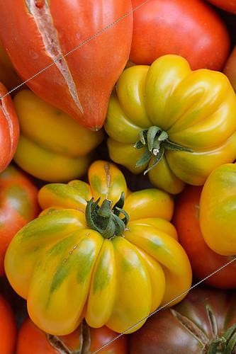 Biosphoto | 2392347 | Différentes variétés de Tomates bio (Solanum lycopersicum), Hérault, France | &copy; Thierry Le Quay / Biosphoto