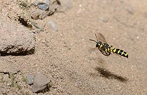 Biosphoto | 2089509 | Digger wasp (Cerceris arenaria) female in flight carrying a weevil in her gallery, Regional Natural Park of the Vosges du Nord, France | &copy; Michel Rauch / Biosphoto