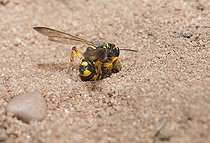 Biosphoto | 2166677 | Digger Wasp (Cerceris arenaria) pricking a weevil to carry it in its gallery, Regional Natural Park of Northern Vosges, France | &copy; Michel Rauch / Biosphoto