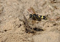 Biosphoto | 2051196 | Digger Wasp (Cerceris rybyensis) in flight with a Halictus as prey, 2015 August 05, Northern Vosges Regional Nature Park, declared a World Biosphere Reserve by UNESCO, France | &copy; Michel Rauch / Biosphoto