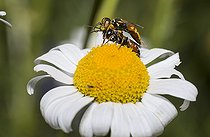 Biosphoto | 2410357 | Digger wasp (Dinetus pictus) mating on Daisy, Regional Natural Park of Northern Vosges, France | &copy; Michel Rauch / Biosphoto