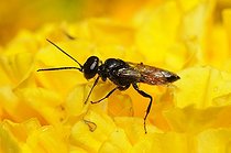 Biosphoto | 2051224 | Digger Wasp (Dryudella stigma), 2015 July 16, Northern Vosges Regional Nature Park, France, ranked World Biosphere Reserve by UNESCO, France | &copy; Michel Rauch / Biosphoto