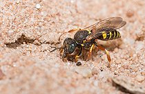 Biosphoto | 2453772 | Digger wasp (Oxybelus argentatus) female digging a gallery, Vosges du Nord Regional Nature Park, France | &copy; Michel Rauch / Biosphoto