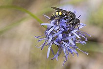 Biosphoto | 2166667 | Digger wasp (Oxybelus mucronatus) on Jasione, Regional Natural Park of Vosges du Nord, France | &copy; Michel Rauch / Biosphoto