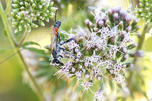 Biosphoto | 2626480 | Digger wasp (Prionyx kirbii) foraging on Hemp agrimony flowers (Eupatorium cannabinum), Auvergne, France. | &copy; Monique Morin / Biosphoto
