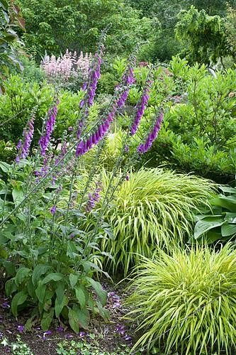 Biosphoto | 2142486 | Digitale à grandes fleurs (Digitalis purpurea) en fleurs, Jardin de Valérianes, France | &copy; Frédéric Didillon / Biosphoto