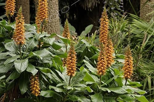 Biosphoto | 462289 | Digitale de Madère au Jardin exotique de Roscoff | &copy; Hervé Lenain / Biosphoto
