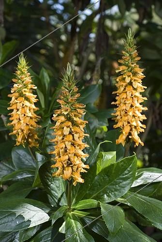 Biosphoto | 2101219 | Digitale de Madère (Isoplexis sceptrum) | &copy; Klaus Wagenhäuser / imageBROKER / Biosphoto