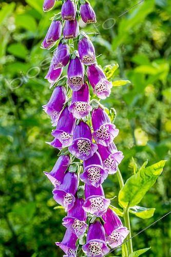 Biosphoto | 2146018 | Digitalis grandiflora | &copy; Alain Kubacsi / Biosphoto