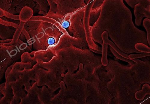 Biosphoto | 2475438 | Digitally colorized scanning electron micrograph revealing ultrastructural details at the site of interaction of two spherical shaped, Middle East respiratory syndrome coronavirus (MERS-CoV) viral particles, colorized blue, that were on the surface of a camel epithelial cell, colorized red.
 | &copy; Stocktrek Images / Biosphoto