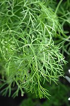 Biosphoto | 1975053 | Dill in a garden | &copy; Catherine Fruhinsholz / Biosphoto