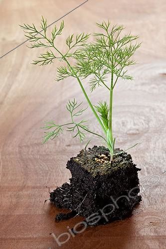 Biosphoto | 892846 | Dill seedling in studio | &copy; Philippe Giraud / Biosphoto